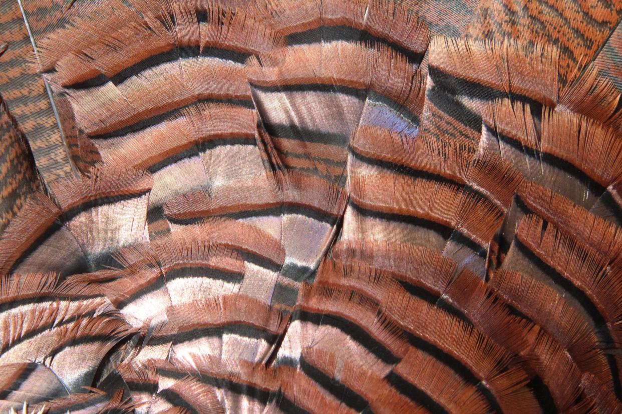 The beautiful copper tones near the base of the tail show the richness of colors on a wild turkey's feathers. Gobblers became more elusive this year along with the earlier weather patterns around the state.