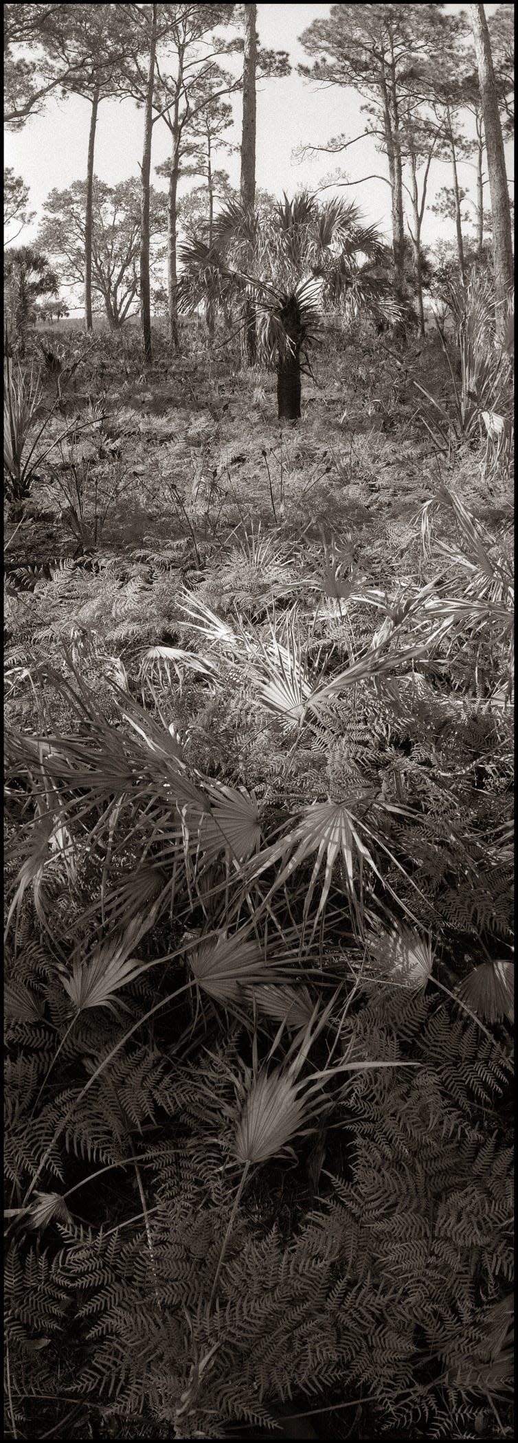 Todd Bertolaet's Hickory Mound shot captures everything from ferns to pine trees.