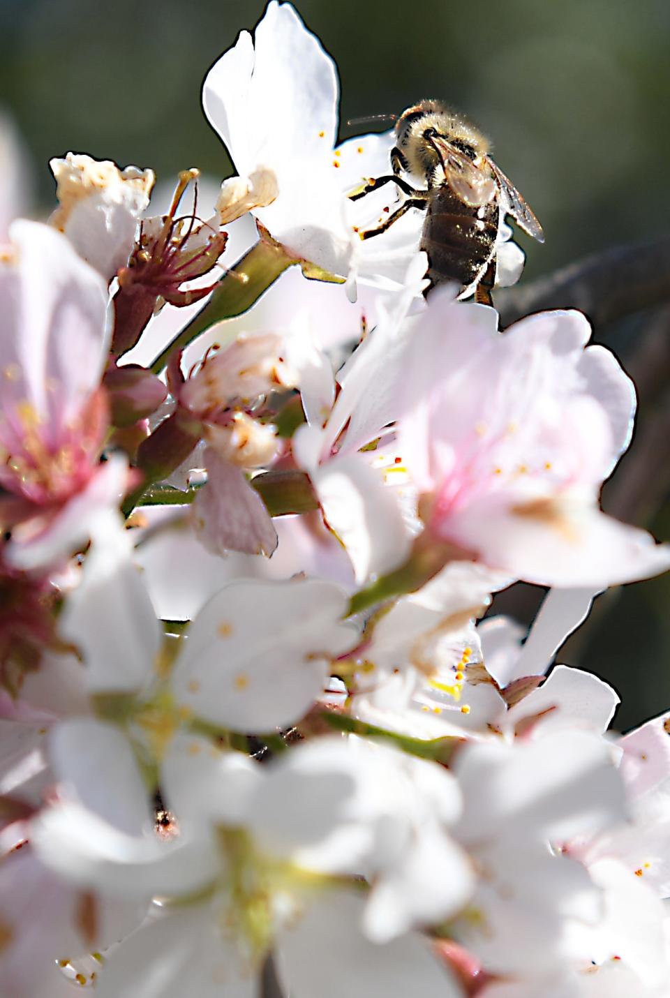 Bee pollen can cause side effects such as: skin rash, bruising, severe tingling, numbness, pain, muscle weakness; trouble breathing; upper stomach pain, loss of appetite; or swelling, rapid weight gain or loss to name a few.