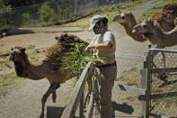 Zoo worker Alyssa Watt feeds camels at the Oakland Zoo, July 2, 2020, in Oakland, Calif. Zoos and aquariums from Florida to Alaska are struggling financially because of closures due to the coronavirus pandemic. Yet animals still need expensive care and food, meaning the closures that began in March, the start of the busiest season for most animal parks, have left many of the facilities in dire financial straits. (AP Photo/Ben Margot)