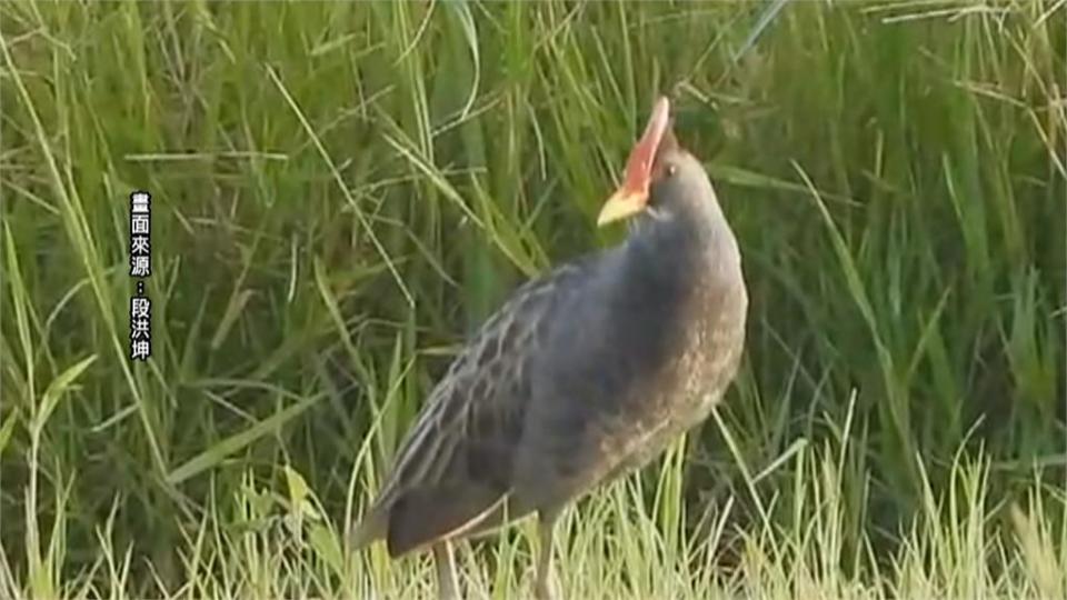 像雞又像鳥！　稀有夏候鳥「董雞」現身台南