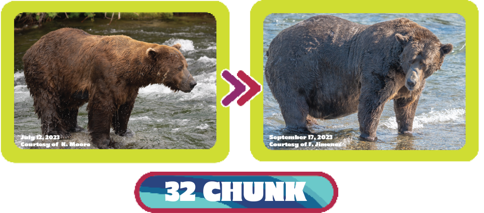 See the transformation of Bear 32 Chunk from July to September in 2023. / Credit: F. Jimenez/National Park Service