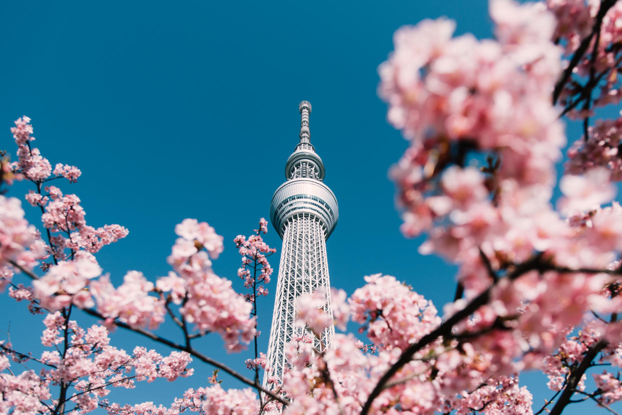 Cherry blossoms with Tokyo Sky Tree in Japan. (Photo: Getty Images)