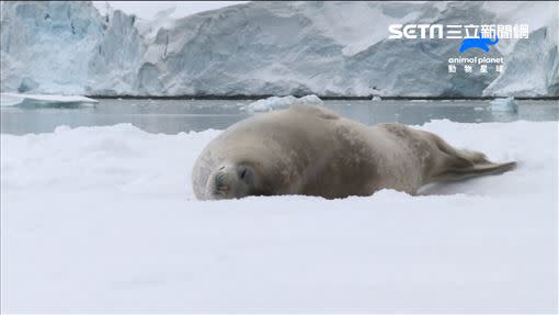 殺手鯨偷窺浮冰上的海豹（圖／動物星球頻道提供）