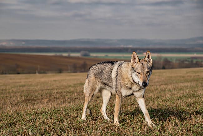 Wolfdog checoslovaco