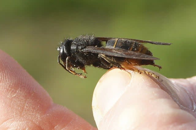 Invasive Asian hornet seen for first time in UK