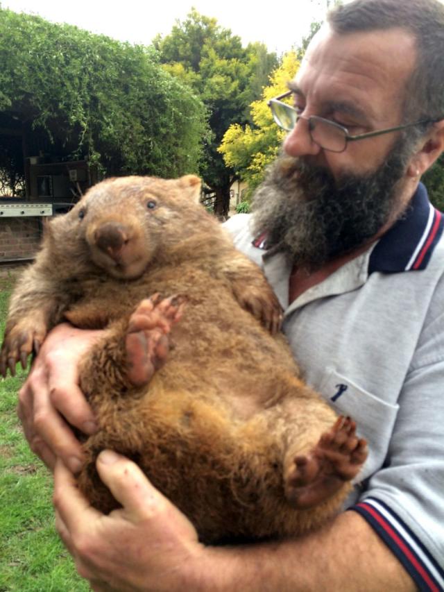 Giant Bear Plays with Human Carer (Storyful, Cute) 