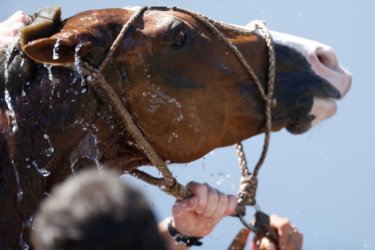 Una buena mojadura en una tarde de calor en Palermo; el animal parece algo asustado, pero su cuerpo agradecerá la refrigeración.