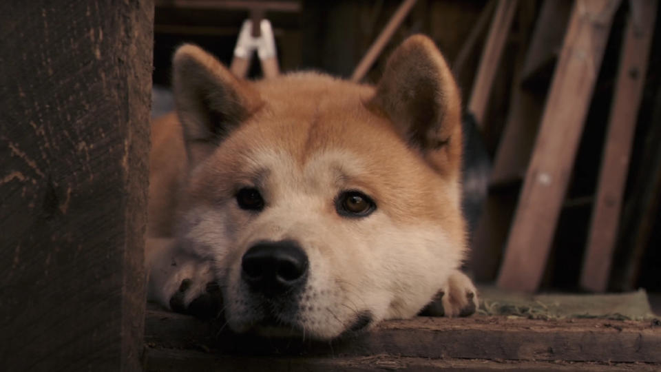 Hachi (Hachi: A Dog's Tale)