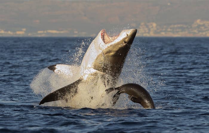 A great white shark breaches the water, mouth open wide, as a seal tries to escape