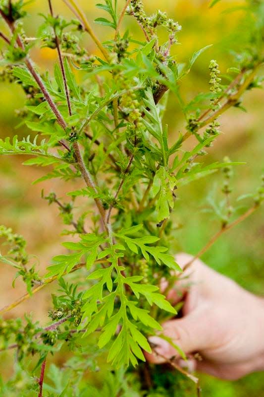 Antonio DiTommaso, associate professor and weed ecologist at Cornell University displays a Ragweed plant. The pollen from the male part of the plant causes allergic reactions in many people.

