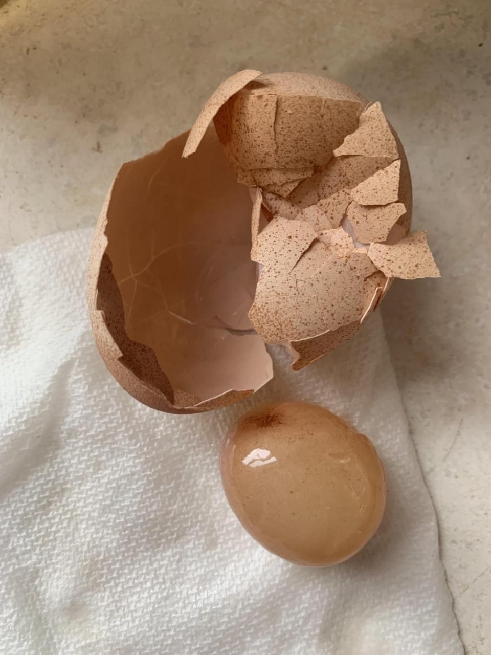 A broken shell with the perfectly formed whole egg that came out of it