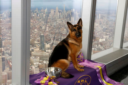 FILE PHOTO: Rumor, a German shepherd and winner of Best In Show at the 141st Westminster Kennel Club Dog Show, poses for photographers during a trip to One World Observatory atop One World Trade Center in New York, NY, U.S., February 15, 2017. REUTERS/Brendan McDermid/File Photo