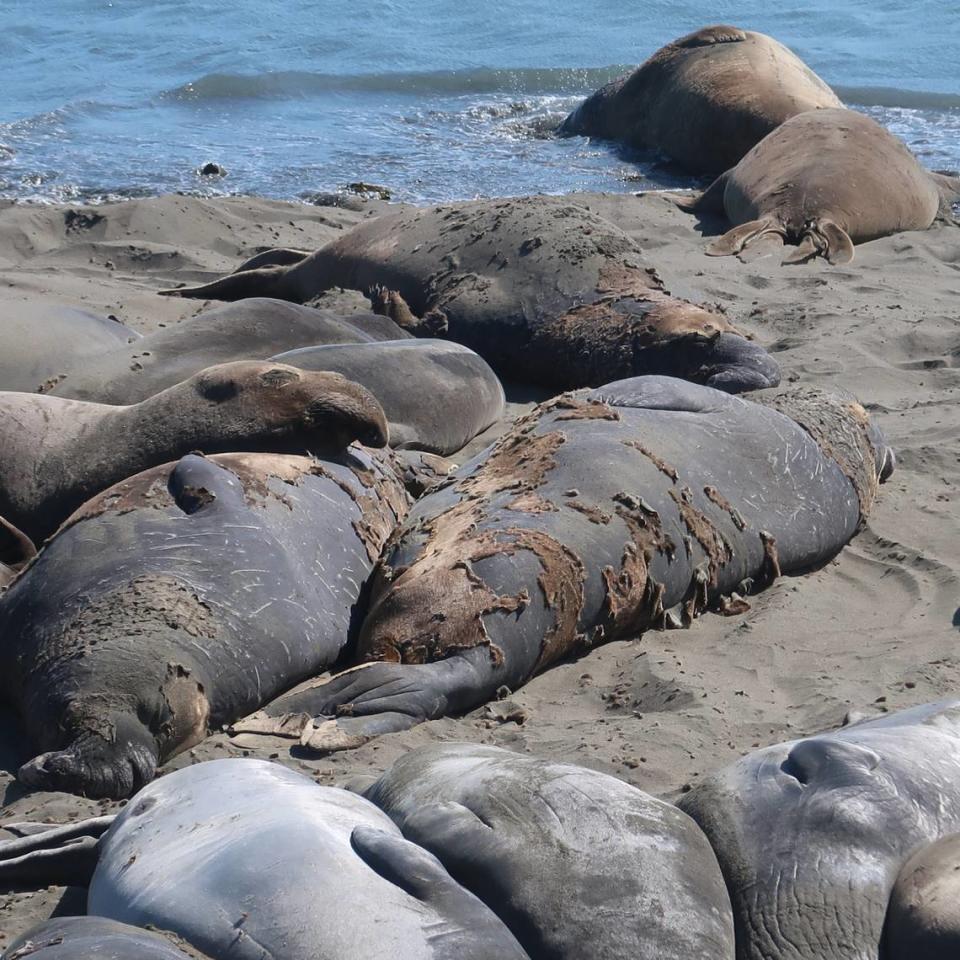 Their tattered skin peeling off, these bull elephant seals enjoy resting on the sand.
