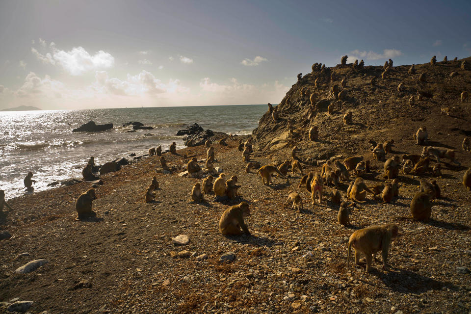 <p>Monkeys move about on Cayo Santiago, known as Monkey Island, in Puerto Rico on Oct. 4, 2017. One of the first places Hurricane Maria hit in the U.S. territory Sept. 20 was Monkey Island, a 40-acre outcropping off the east coast that is one of the worldâs most important sites for research into how primates think, socialize and evolve. (Photo: Ramon Espinosa/AP) </p>