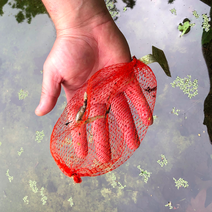 This plastic netting bag was fished out from a pond in Hyde Park with the remains of a smooth newt which had become tangled in the netting and died. (Royal Parks)