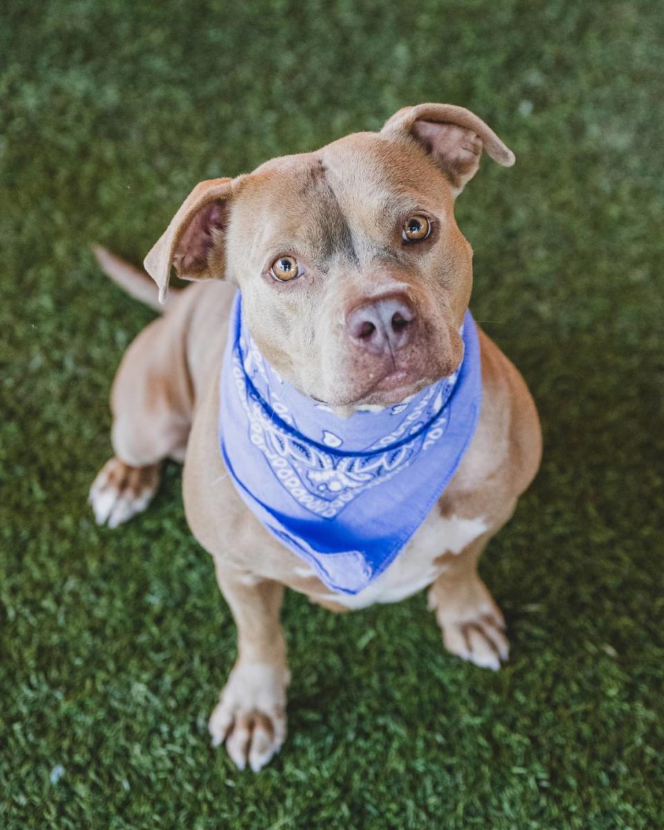 “This 5-year-old tanning queen is Lola (A2219913). This super sweet girl enjoys snuggling up to humans as much as she loves sun-bathing. She doesn’t play too much with other dogs but enjoys being around them. She much rather curl up on the couch with her human for a Netflix movie night. Get yourself a new cuddle buddy by adopting Lola today.”