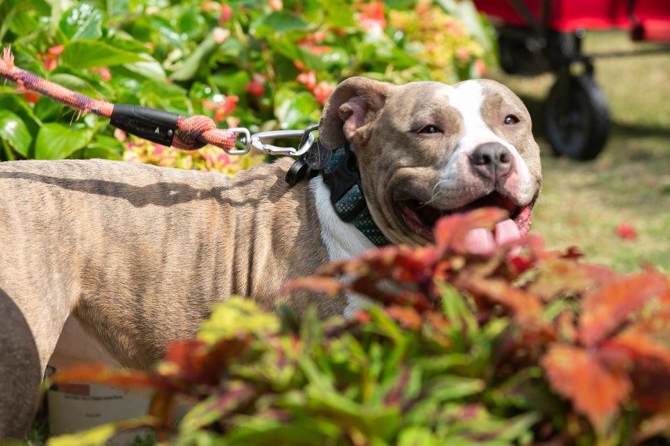 Blu, a pit bull, walks through plants at the South Texas Botanical Gardens & Nature Center's Big Bloom Festival on Saturday, April 1, 2023.