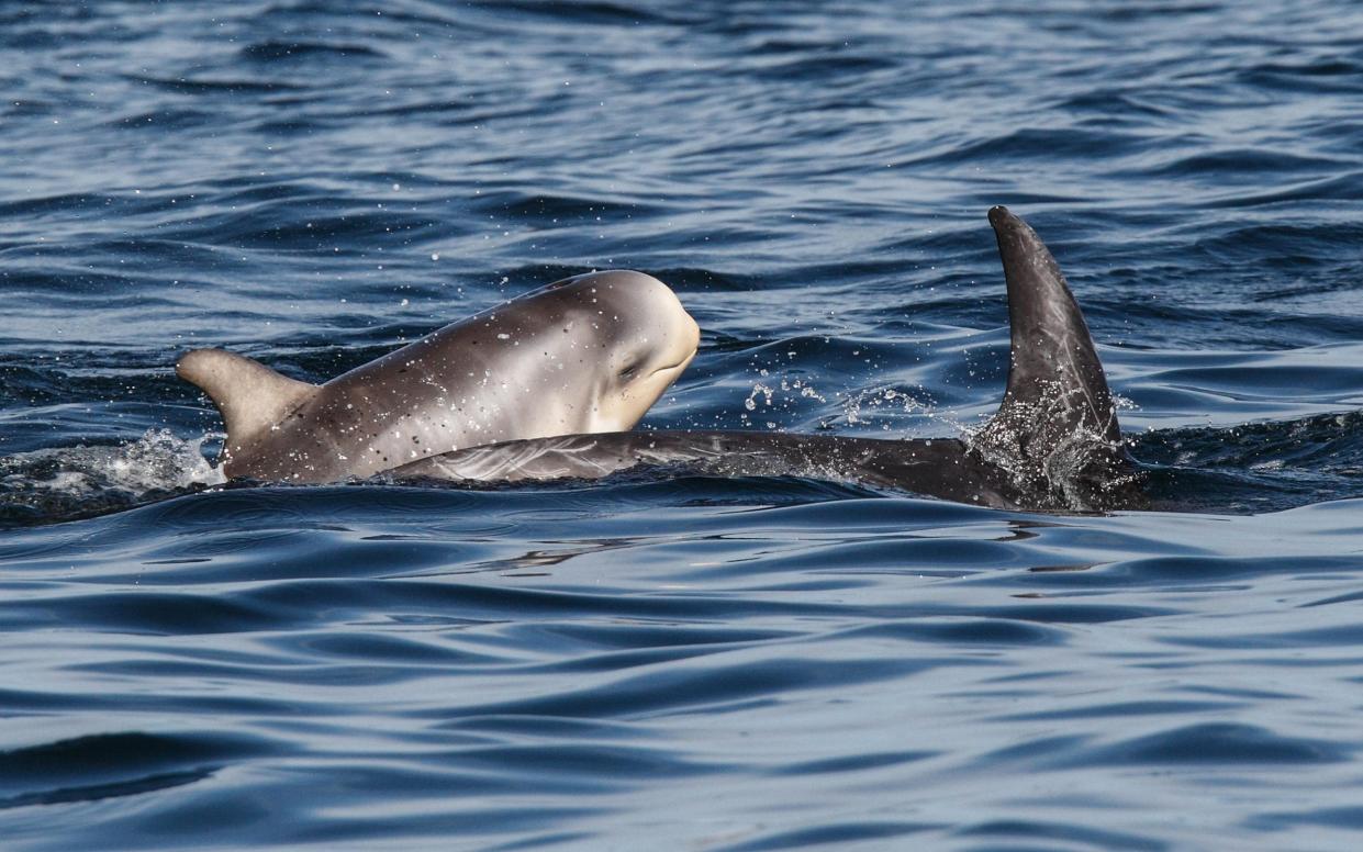 dolphins scotland wildlife holiday - Alamy