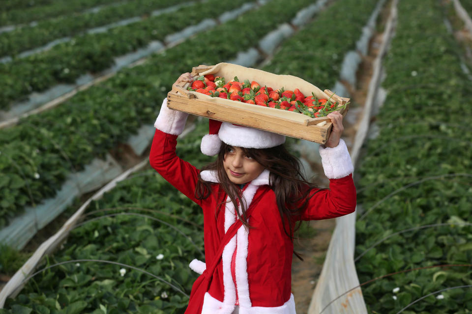 A girl collects strawberries in Beit Lahia, Gaza Strip
