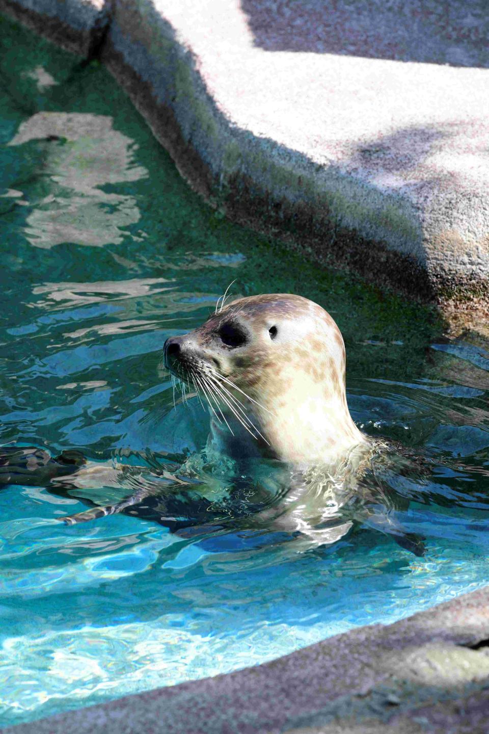 Mira, a juvenile harbor seal, has arrived at the Milwaukee County Zoo from a zoo in Des Moines.