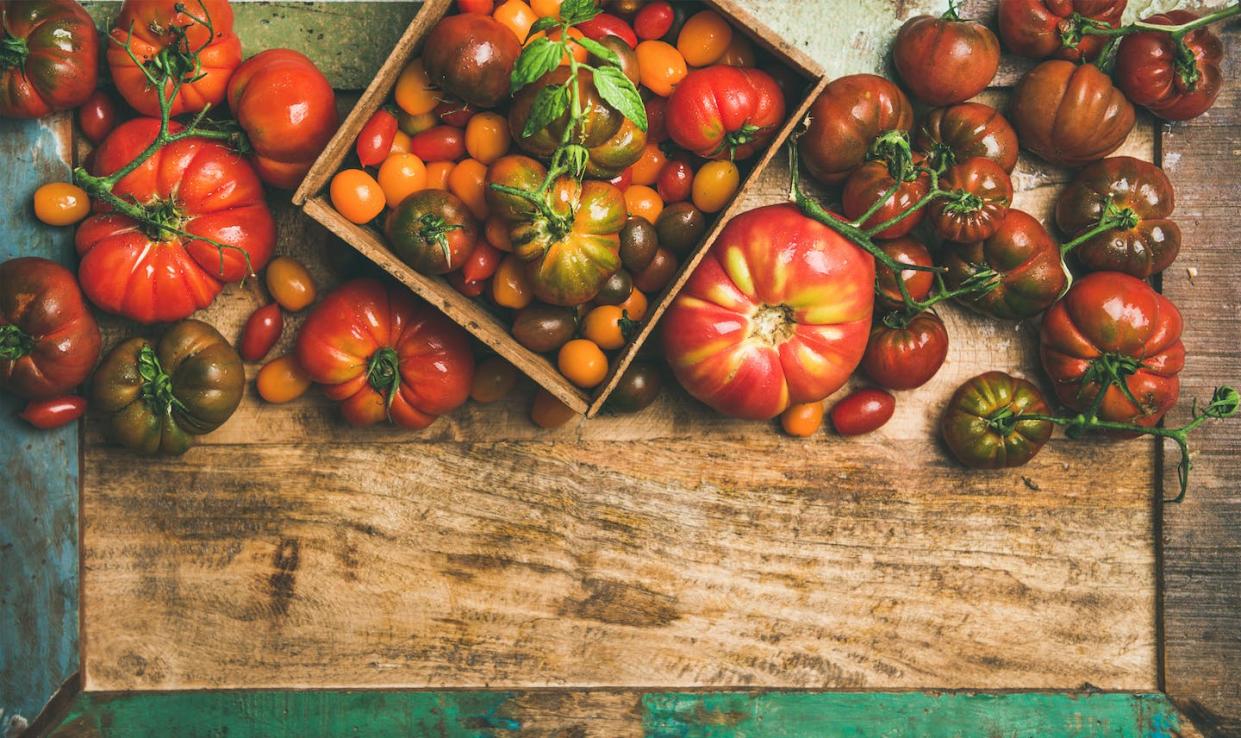 Tomatoes' ancestors looked very different. <a href="https://www.shutterstock.com/image-photo/flatlay-fresh-colorful-ripe-fall-summer-1124959727" rel="nofollow noopener" target="_blank" data-ylk="slk:Foxys Forest Manufacture/Shutterstock;elm:context_link;itc:0;sec:content-canvas" class="link "> Foxys Forest Manufacture/Shutterstock</a>