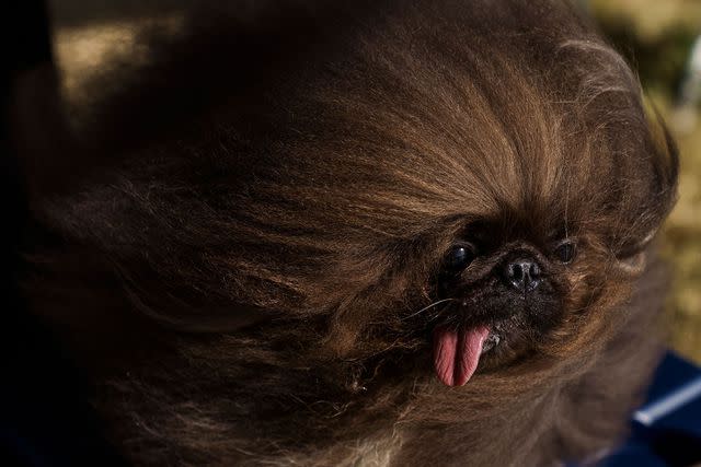 <p>Philip Pacheco/AFP/getty</p> Wild Thang the Pekingese the second place winner of the 2023 Ugliest Dog Contest