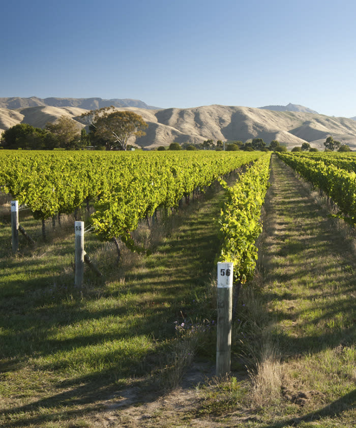 Discovering Marlborough’s wine region