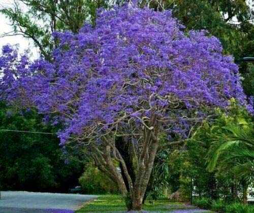 Beautiful Flowering Blue Jacaranda Tree Plant 5-11