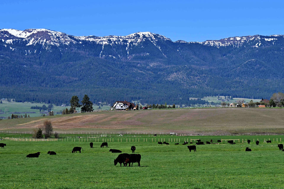 Cattle graze beneath the snow-capped mountains of the Wallowa-Whitman National Forest in Wallowa County of eastern Oregon on May 12, 2023.  (Robyn Beck / AFP - Getty Images)