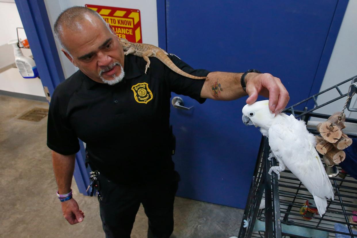 Emanuel Maciel, Director of Animal Control, carries a bearded dragon on his shoulder while petting a cockatoo at the Animal Control office on Brock Avenue in New Bedford. Both were rescued animals.
(Credit: PETER PEREIRA/The Standard-Times)