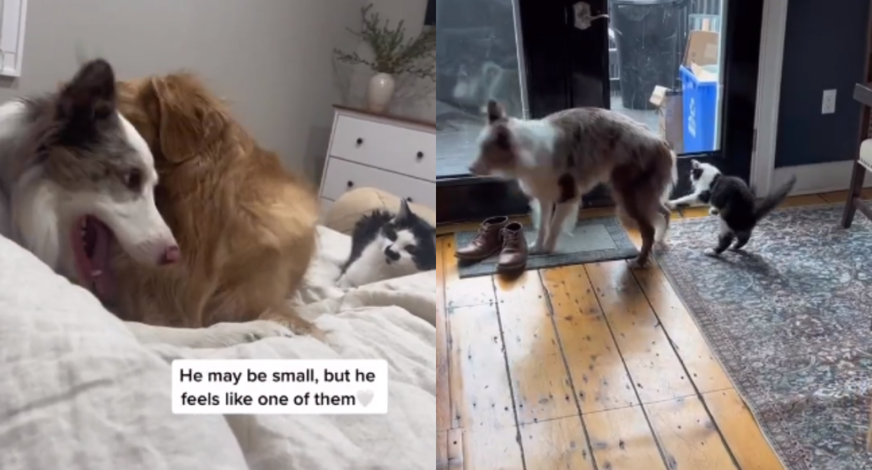 FOMO is an animal thing too as cat tries to have some of fun with his dog sibling and best friend.