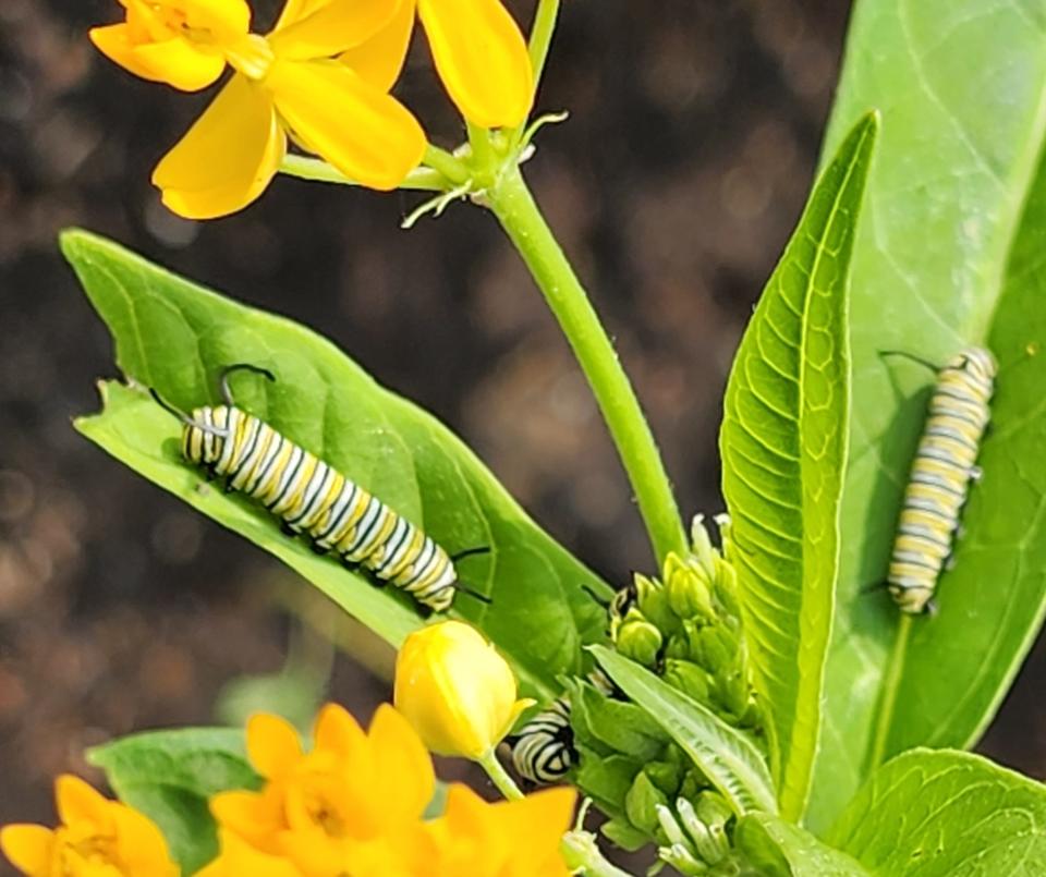 Monarch caterpillars at Bob Hill's official butterfly waystation