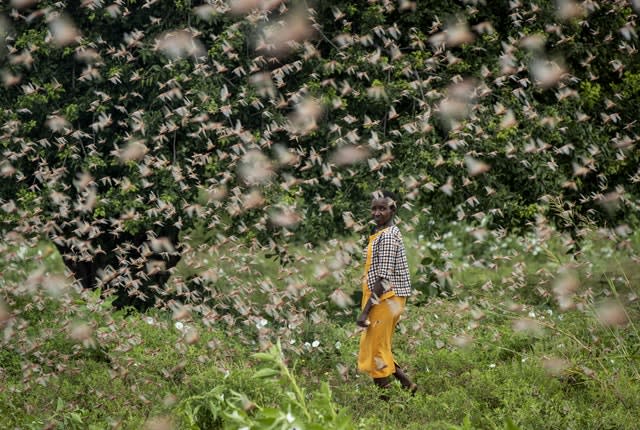 Kenya Africa Locust Outbreak