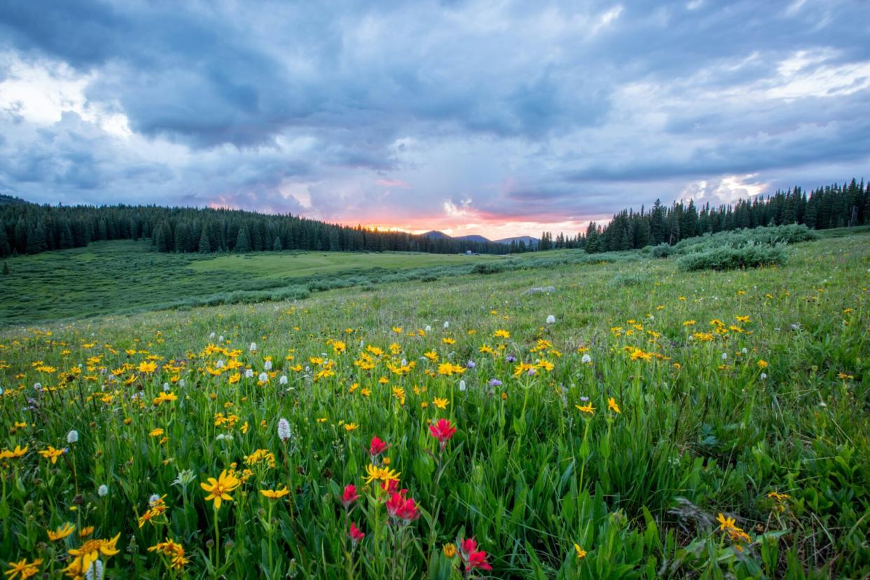 These are the top places for travelers to visit in April. Pictured: a lush green field with bright blossoming flowers seemingly during spring