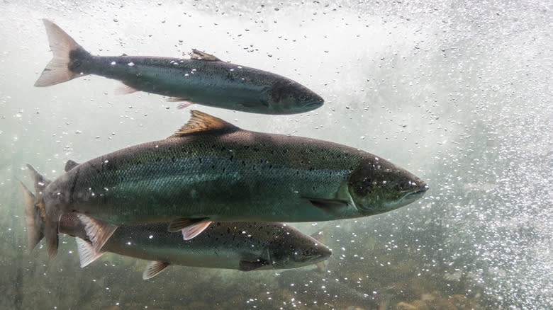 salmon swimming in water