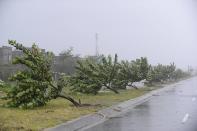 Fallen trees, caused by Typhoon Nari, lie by the side of a street in Vietnam's central Danang city, October 15, 2013. Typhoon Nari knocked down trees and damaged hundreds of houses in central Vietnam early on Tuesday, forcing the evacuation of tens of thousands of people, state media said. More than 122,000 people had been moved to safe ground in several provinces, including Quang Nam and Danang city, by late Monday before the typhoon arrived, the official Tuoi Tre (Youth) newspaper reported. (REUTERS/Duc Hien)