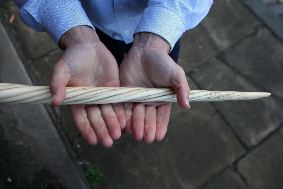 A member of staff holds a rare Narwhal tusk found in an Ayrshire country house now to be auctioned at Lyon & Turnbull in Edinburgh on December 7.