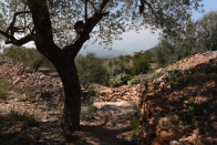 <p>The beautiful cave home was built in the nook of an ancient olive terrace. It is also just a 40-minute drive to Els Ports nature park and 35 kilometres from the Mediterranean coast. (Airbnb) </p>