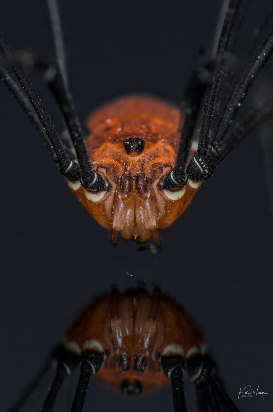 Harvestman or daddy long legs photographed by Kevin Wiener.