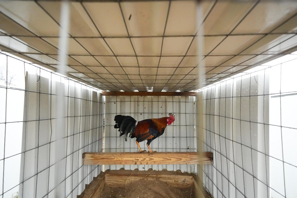 A rooster stands in its cage at Troy Farms, Tuesday, Jan. 23, 2024, in Wilson, Okla. Before Oklahoma became one of the last places in the U.S. to outlaw cockfighting in 2002, it wasn't uncommon to see hundreds of spectators packed into small arenas in rural parts of the state to watch roosters, often outfitted with razor-sharp steel blades, fight until a bloody death. (AP Photo/Julio Cortez)