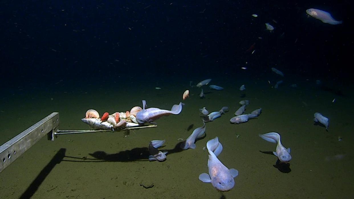  A group of snailfish swim around the camera near the seafloor. 