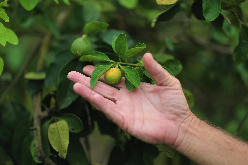 Image: Citrus Greening Diseases Threatens Florida's Orange Industry (Joe Raedle / Getty Images file)