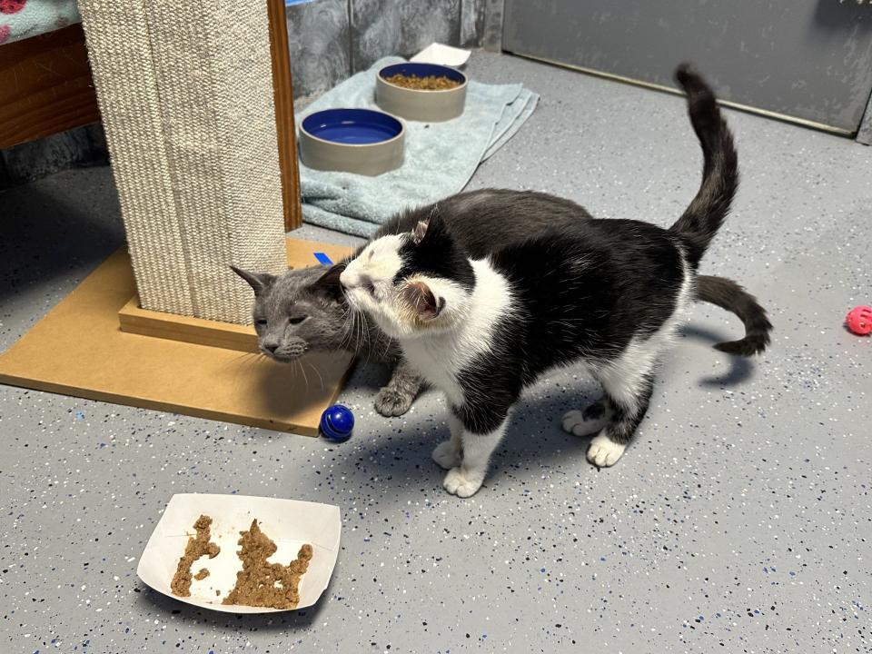 Since their rescue, the cats have been friendly with Ames Animal Shelter staff and each other.