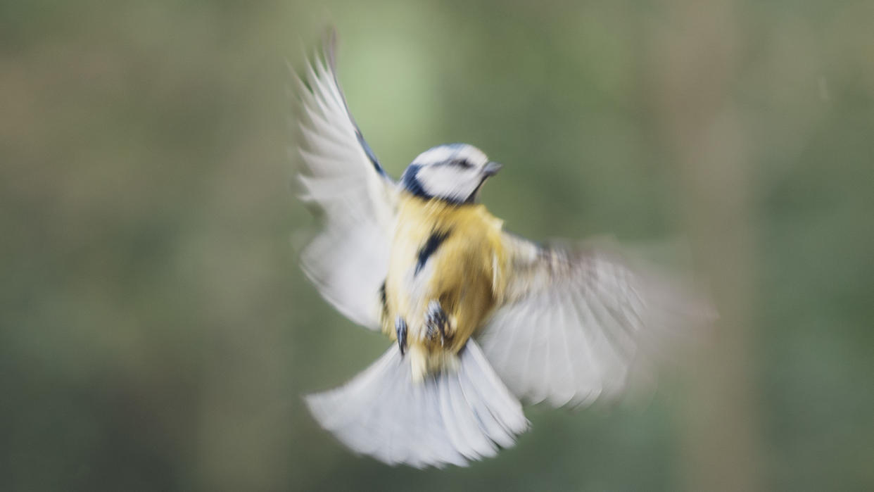  Bluetit in flight with motion blur 