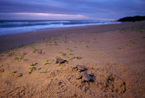 Hatchlings on the soft sands of Maputaland - Credit: getty