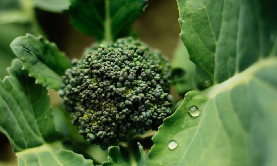 Broccoli raab.