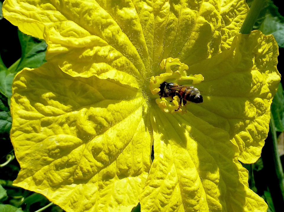 A vibrant, lemon yellow luffa gourd blossom has attracted a worker honey bee. As she forages for nectar to carry back to the colony, she pollinates blossoms for this year’s gourd crop.