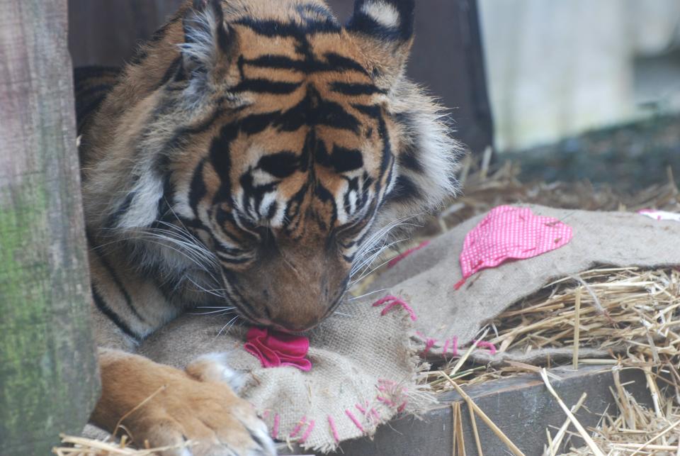 Zoo Animals Celebrate the Holidays