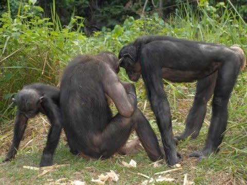 bonobo monkeys